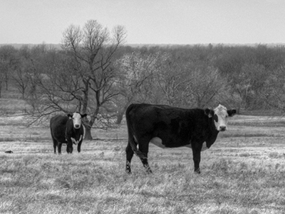 Grass fed and finished beef is the healthiest for you.